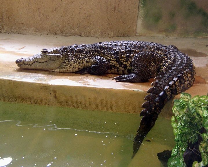 2008 05 Martel, au reptiland 03